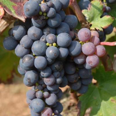 Primitivo-Zinfandel 5 (C) Reinhard Antes